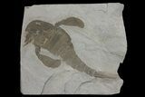 Eurypterus (Sea Scorpion) Fossil - New York #173026-1